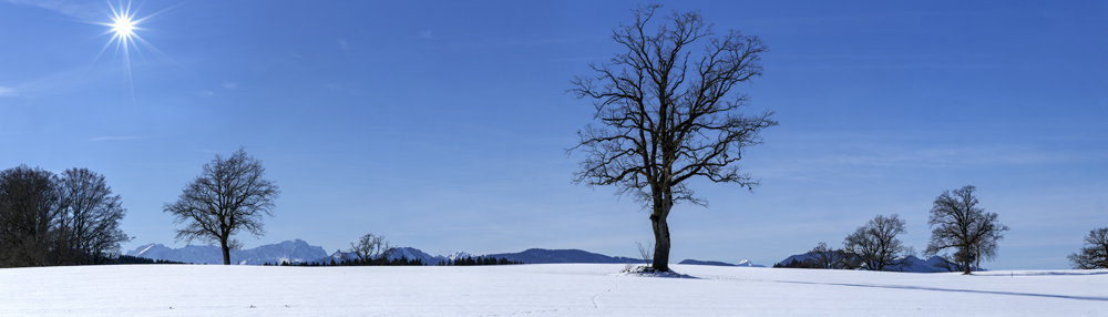 Preview Winterlandschaft und Baumreihe.jpg